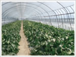 Melon growing in Engebe