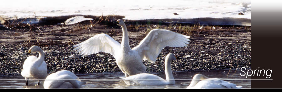 Spring - Swans on the Yubari River