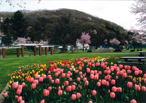 栗山公園の春の画像