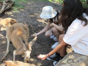 カンガルー