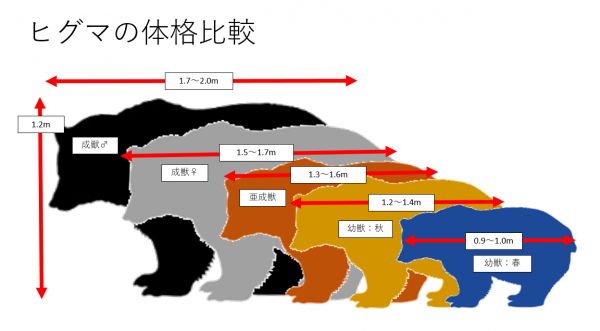 体格