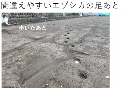 足跡（エゾシカ）