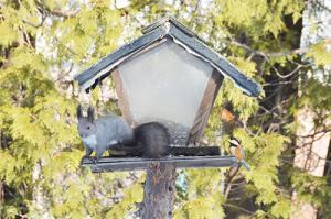 オオムラサキ館で野鳥観察会