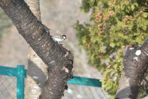オオムラサキ館で野鳥観察会