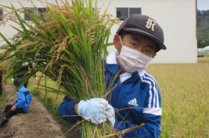 みんなで収穫はさかけ作業＊継立小学校稲刈り体験