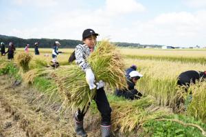 みんなで楽しくお米を収穫＊栗山小学校稲刈り体験