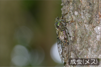 エゾハルゼミ