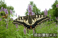 キアゲハ