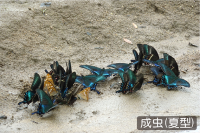 ミヤマカラスアゲハ