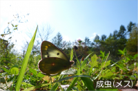 モンシロチョウ