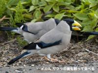 イカル