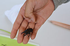 ハサンベツの昆虫を捕獲して観察＊里山の虫とり