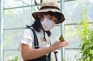 きれいな紫色をしっかり観察＊オオムラサキ館で成虫観察会