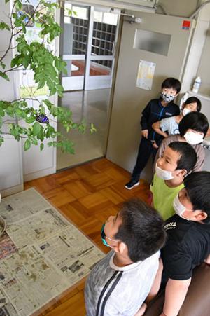 オオムラサキのオスが羽化＊角田小学校
