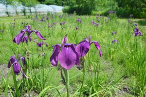 黄色と赤紫が鮮やかに＊ハサンベツ里山でノハナショウブ開花