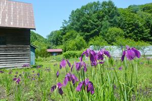黄色と赤紫が鮮やかに＊ハサンベツ里山でノハナショウブ開花