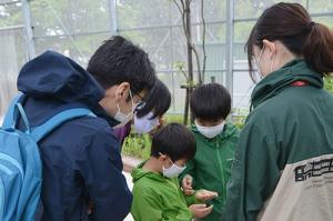 オオムラサキへの理解深めて＊オオムラサキ館で幼虫観察会