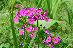 湿原の植物復活に向けて＊ハサンベツで湿原の花観察会