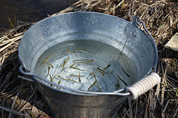 元気に帰ってきてね＊サケ稚魚放流会