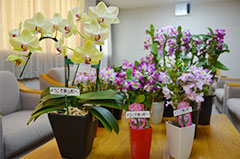 花で庁舎を明るく＊たかはしダリアが洋ランを寄贈