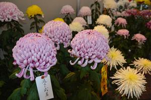 立派に育った成果を披露＊第53回栗山町菊花展