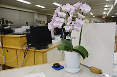 庁舎を華やかに＊たかはしダリアが洋ランを寄贈