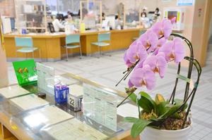 華やかな庁舎のために＊たかはしダリアが洋ランを寄贈