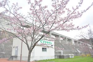 続々と開花中＊町内桜情報