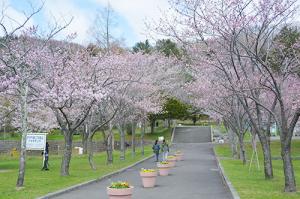 続々と開花中＊町内桜情報