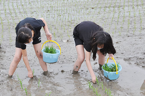 5年生が田植えを体験＊栗山小学校