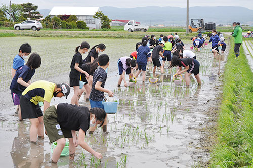 5年生が田植えを体験＊栗山小学校