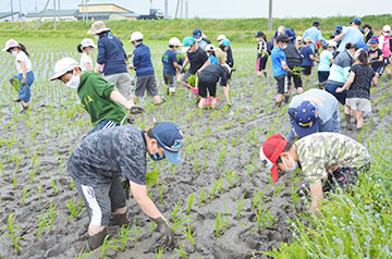2年ぶりの田植えに＊角田小学校で田植え体験