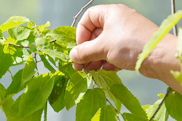 7月には成虫観察も＊オオムラサキの幼虫観察会