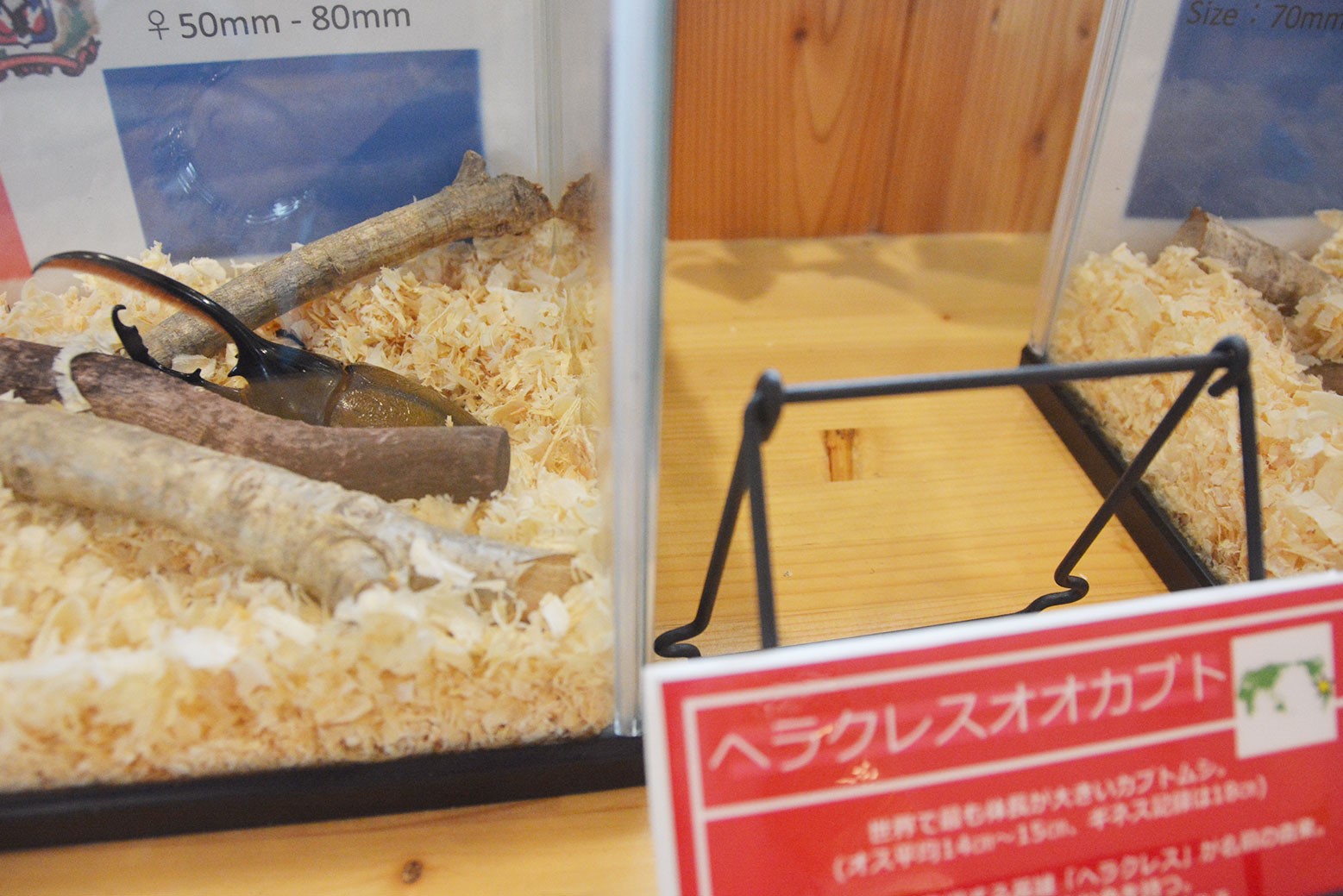 めったに見られない昆虫たち＊オオムラサキ館「世界のカブクワ展」