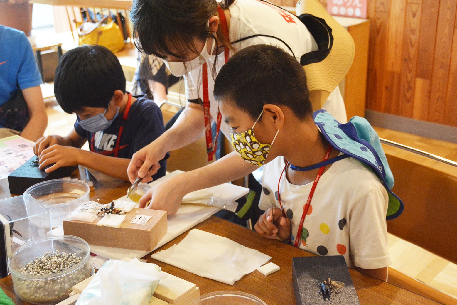 自由研究の題材に＊夏休み標本づくり教室
