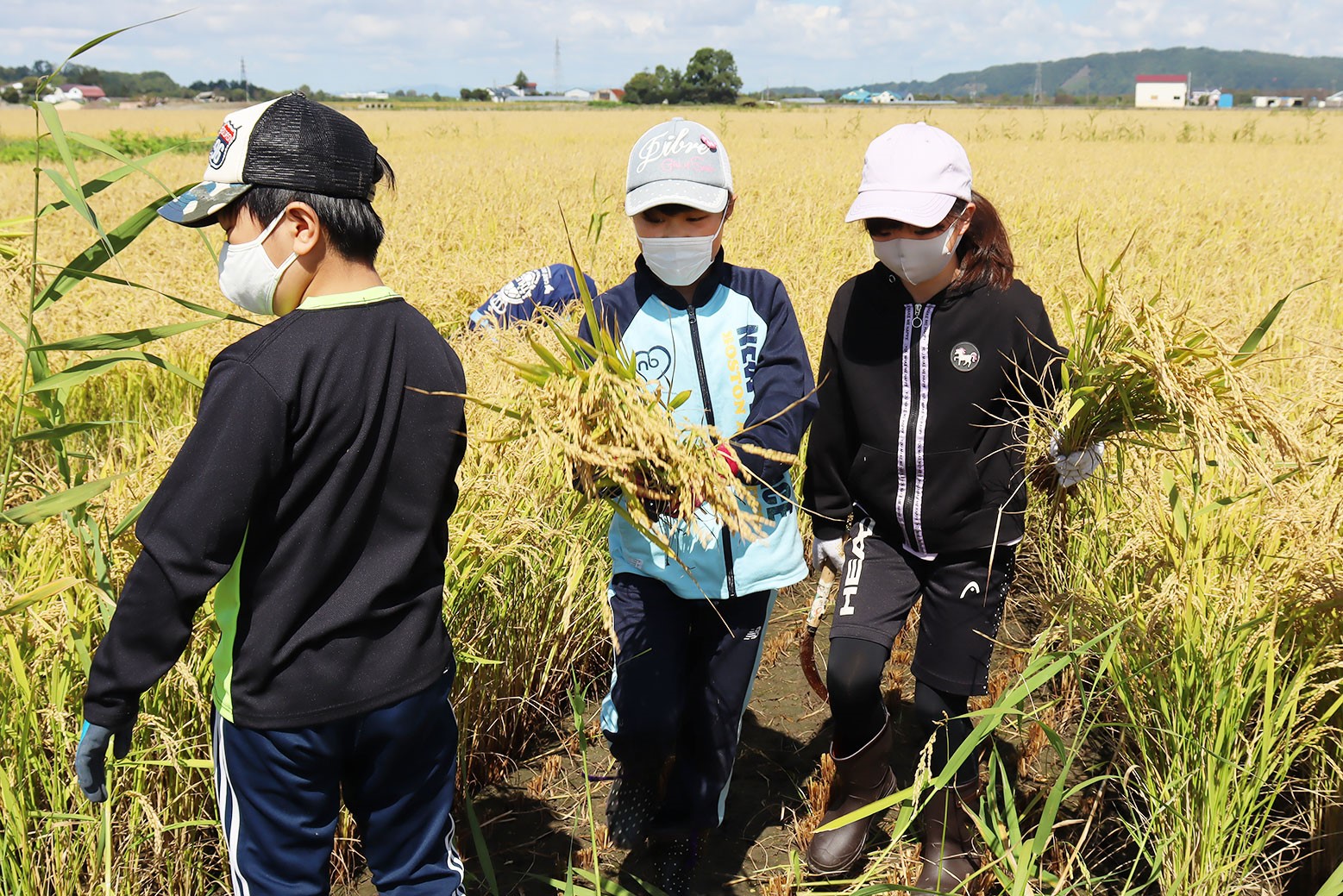 待ちに待った収穫の時＊栗山小学校で稲刈り体験