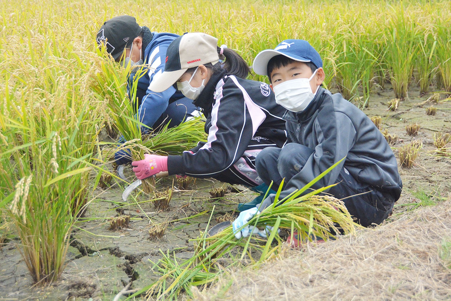 収穫から天日干しまで＊継立小学校で稲刈り体験