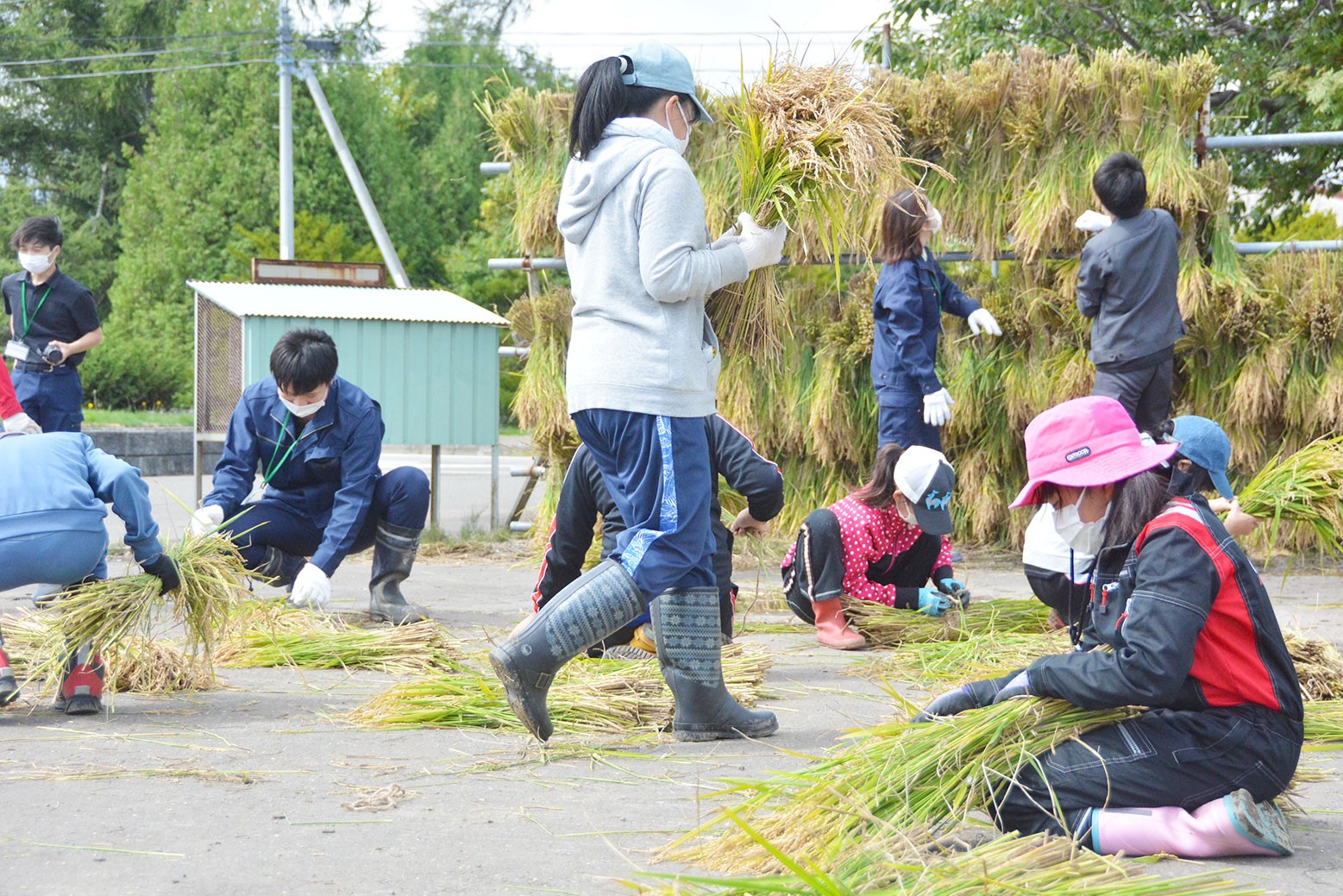 収穫から天日干しまで＊継立小学校で稲刈り体験