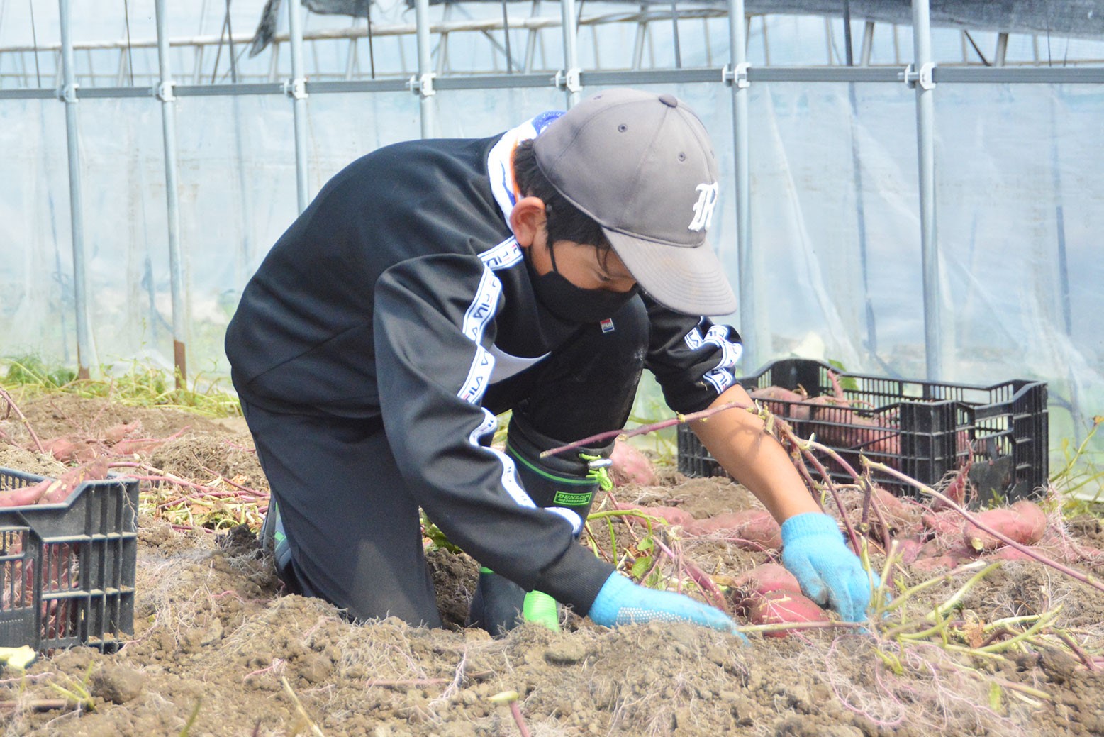 春に植えた成果を発掘＊小学校農業体験学習