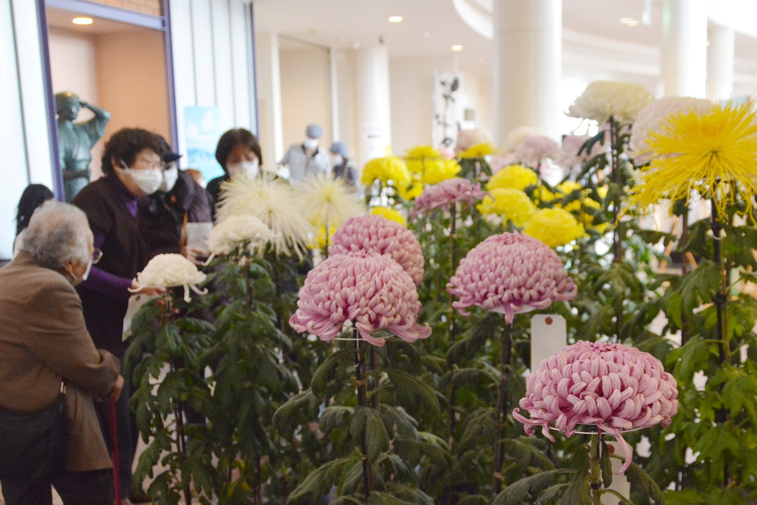 見事な大輪の花に＊第55回栗山町菊花展