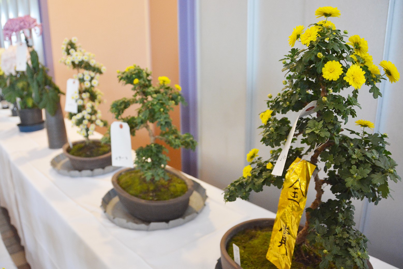 見事な大輪の花に＊第55回栗山町菊花展