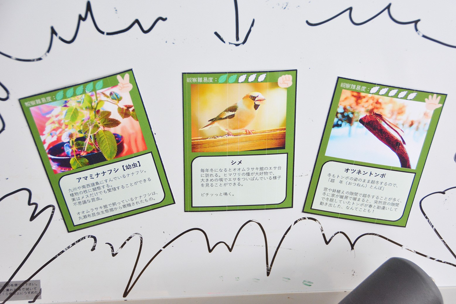 一日限定で飼育員に＊オオムラサキ館「子ども飼育員」