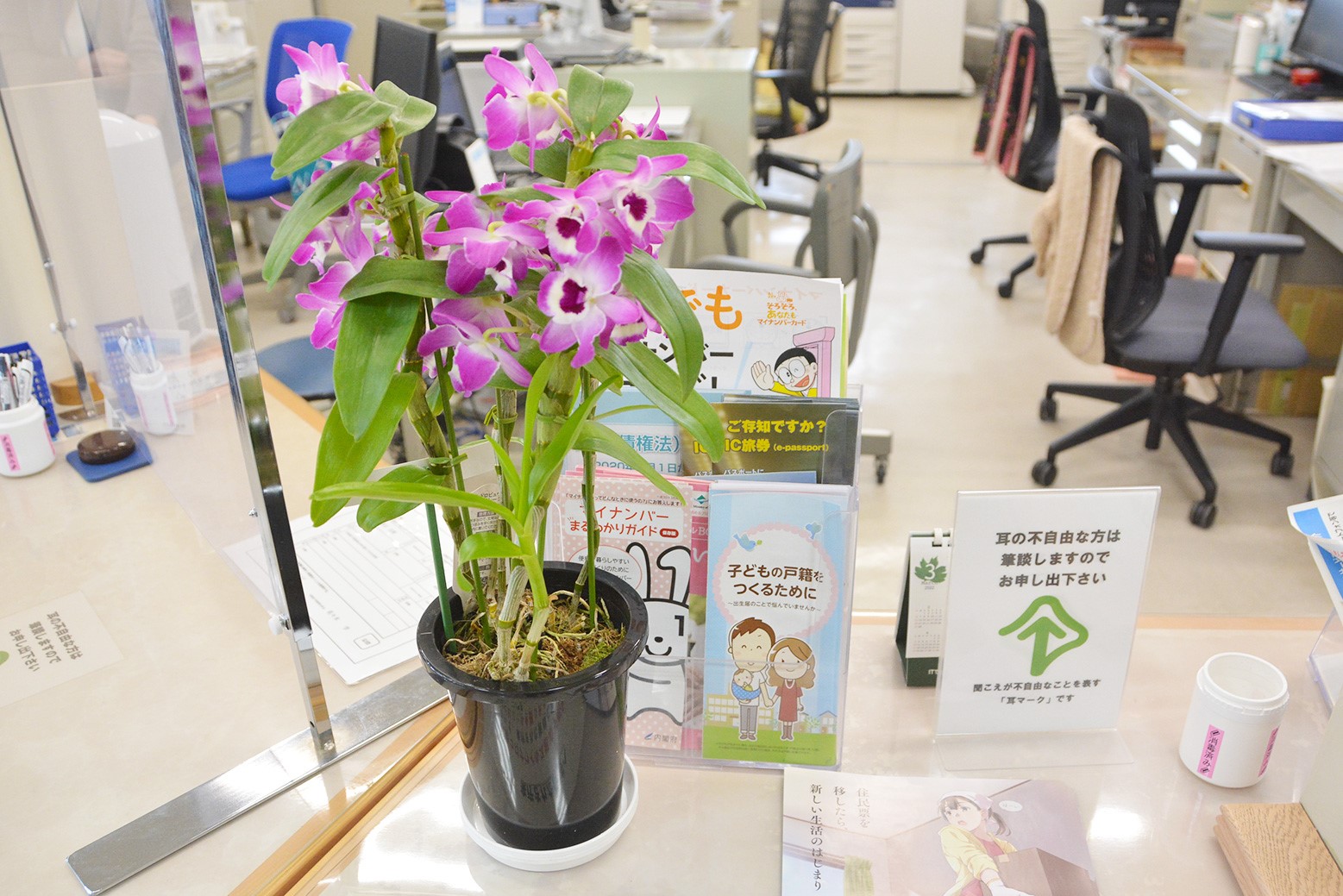 庁舎を彩る花々＊たかはしダリアが洋ランを寄贈