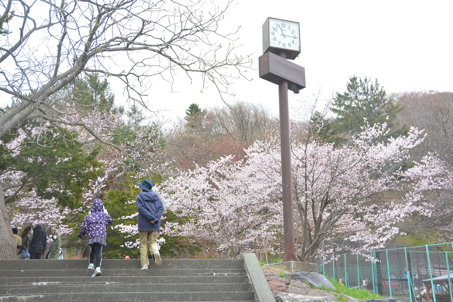 まだ七分咲きの花も＊町内桜情報