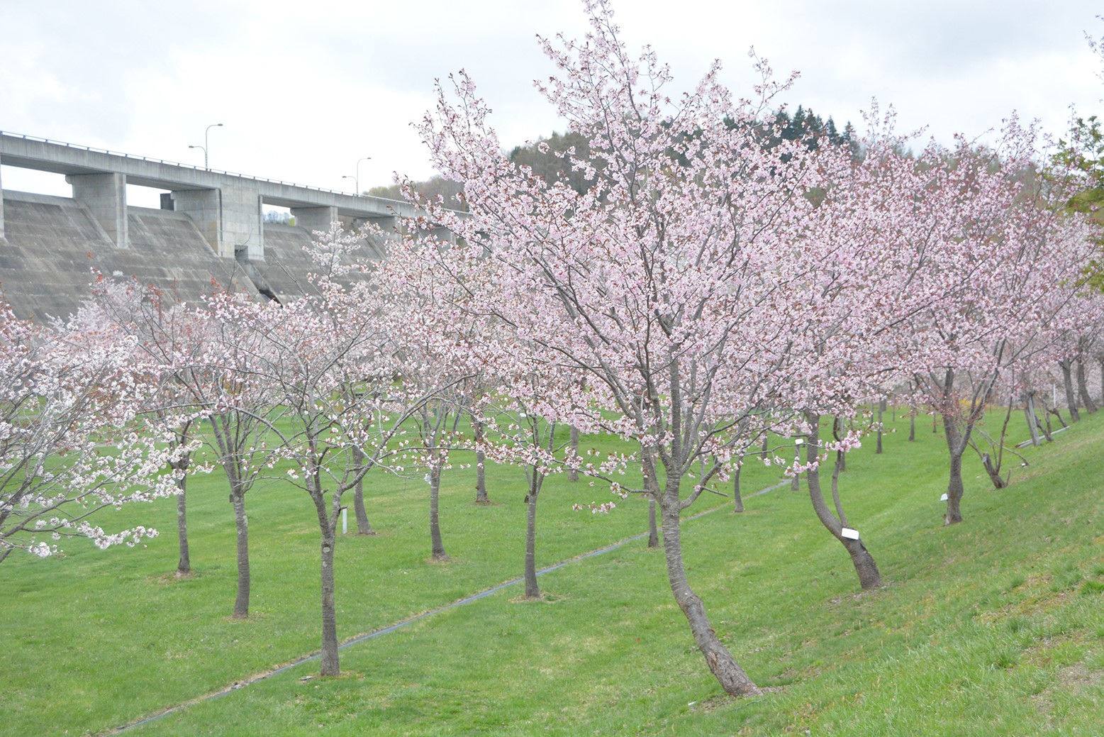 まだ七分咲きの花も＊町内桜情報