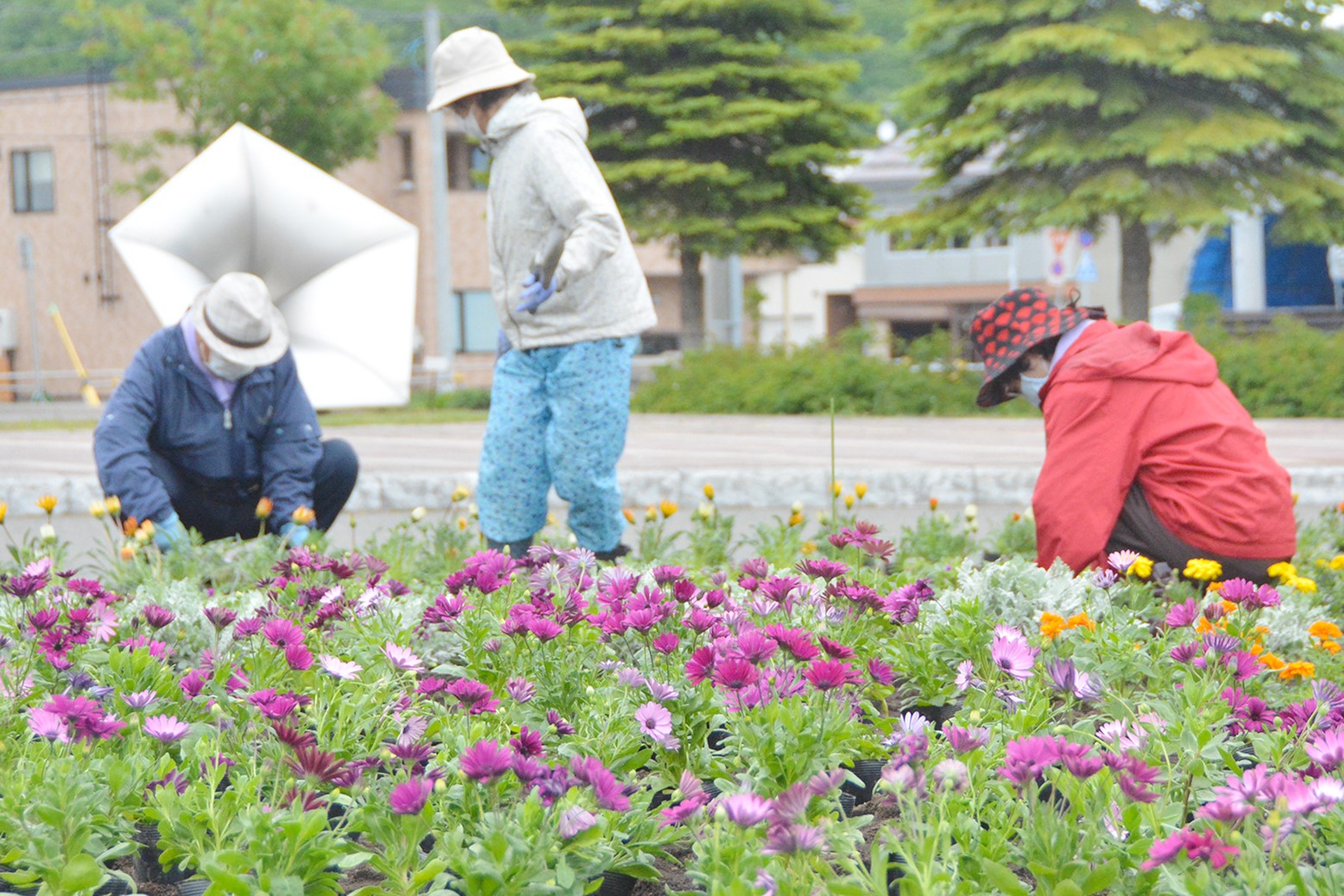 町の玄関に彩りを＊栗山駅前花壇づくり