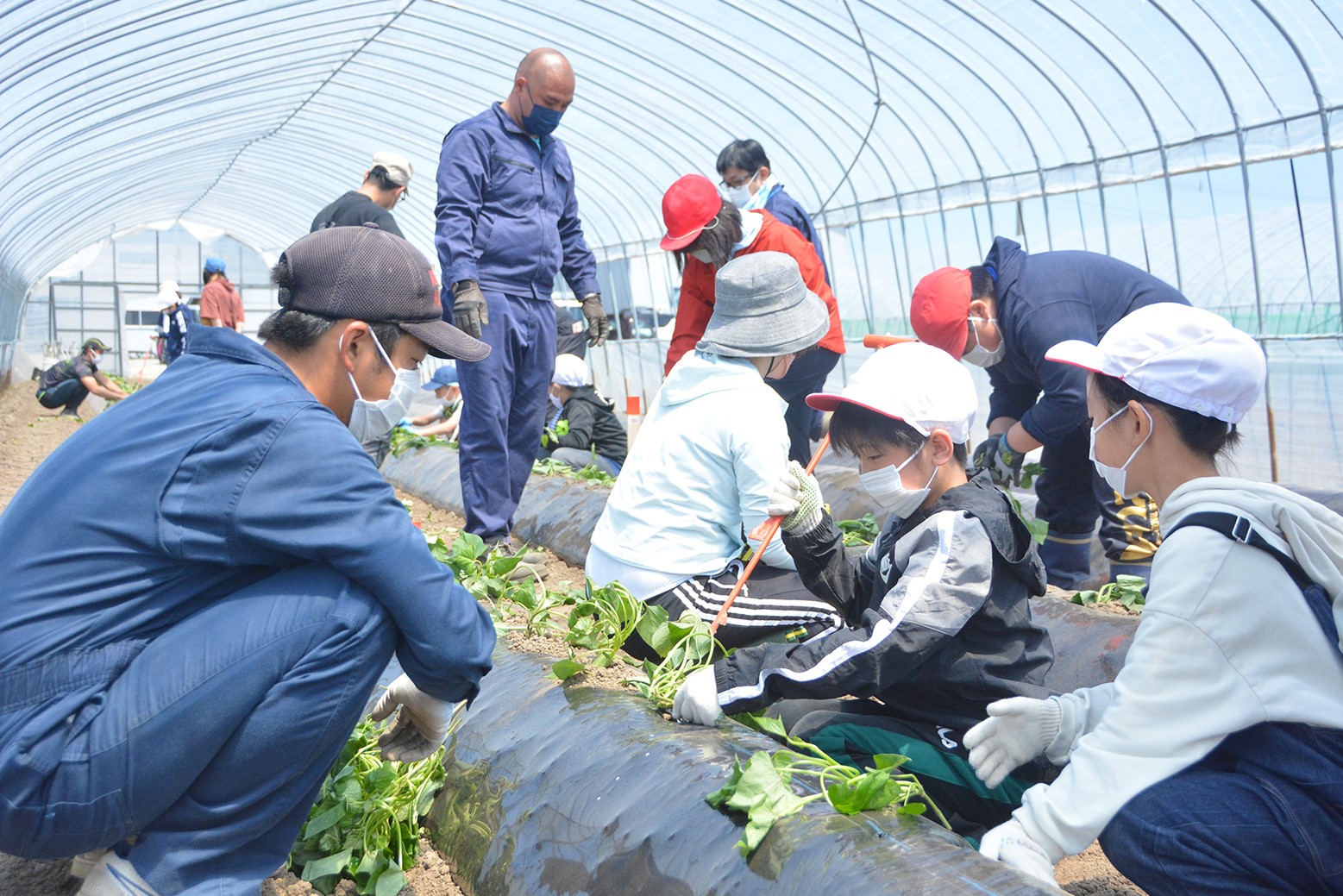 大きく美味しいさつまいもを＊「由栗いも」植え付け体験学習