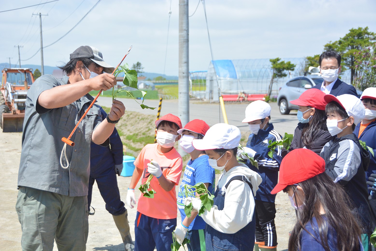 大きく美味しいさつまいもを＊「由栗いも」植え付け体験学習