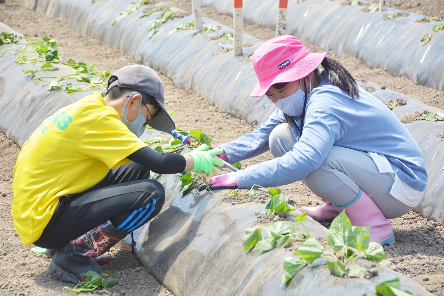 大きく美味しいさつまいもを＊「由栗いも」植え付け体験学習